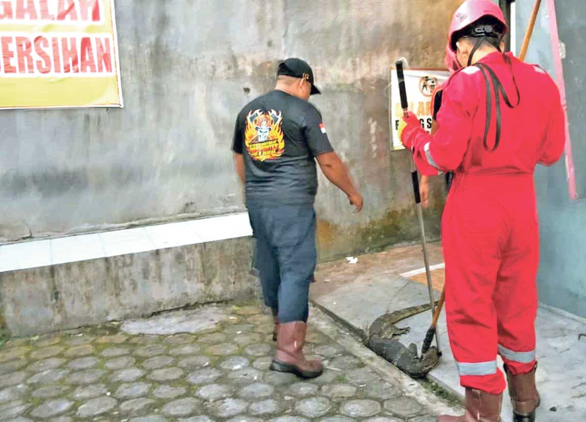 EVAKUASI: Damkar Palangka Raya saat mengevakuasi biawak di Wisma Mahakam, Jalan Beliang, kemarin (11/9).