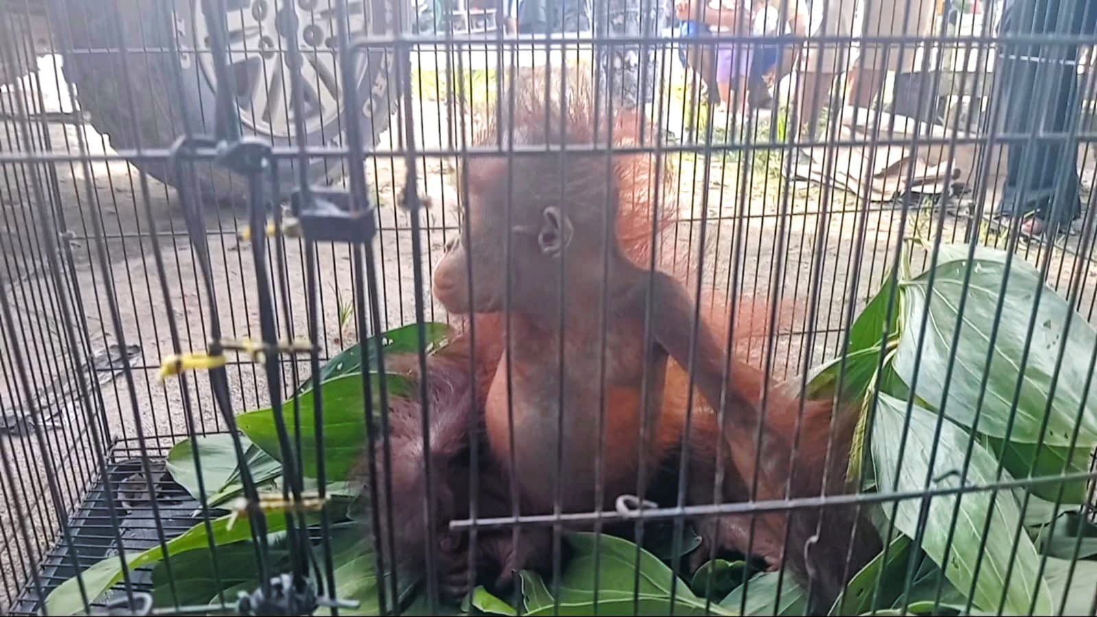 Bayi orangutan yang ditemukan warga di hutan sekitar Desa Ramban, Kecamatan Mentaya Hilir Utara.