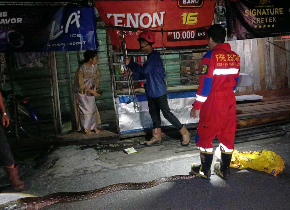 EVAKUASI: Tim Rescue Damkar kota Palangka Raya melakukan evakuasi ular masuk kawasan pemukiman warga.
