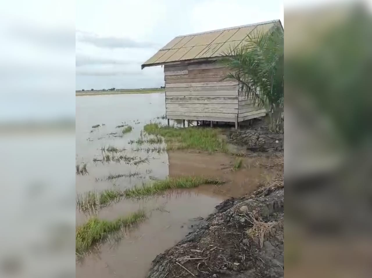 Banjir yang merendam areal pertanian di Desa Lampuyang, Kecamatan Teluk Sampit, Kabupaten Kotawaringin Timur, Selasa pagi (16/9/2025)
