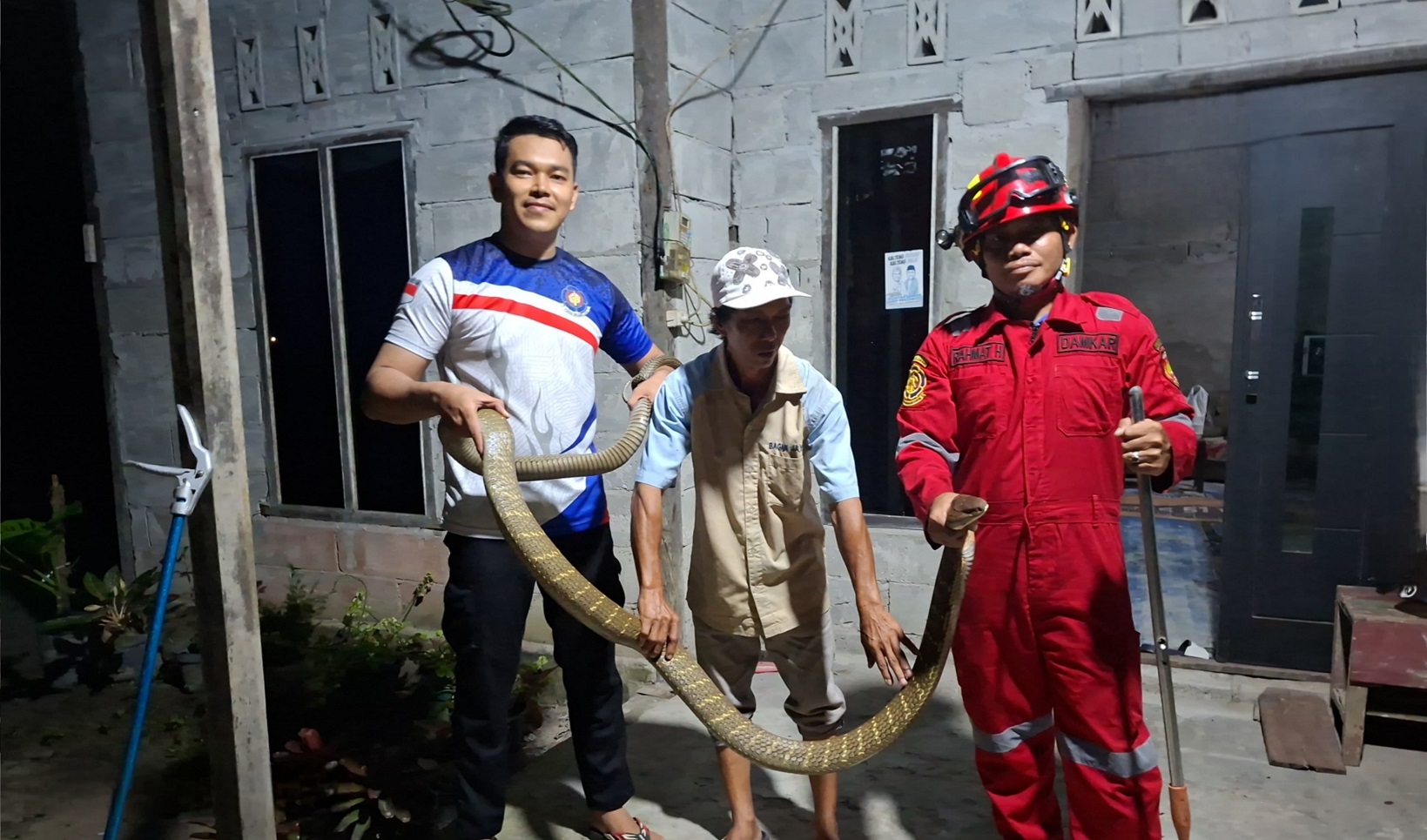 Seekor King Cobra saat dievakuasi petugas Damkar Kobar, dari salah satu rumah di Gang Mangga, RT 27, Pangkalan Bungur, Kelurahan Baru, Kecamatan Arut Selatan, baru-baru tadi.
