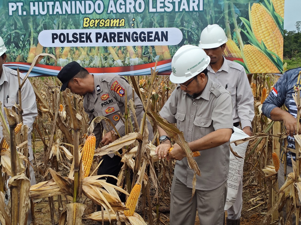 Manajer Kebun PT Hutanindo Agro Lestari Ramli Lakoro bersama  Kapolsek Parenggean Ipda Zet Haryanto melaksanakan panen perdana jagung di area  PT HAL
