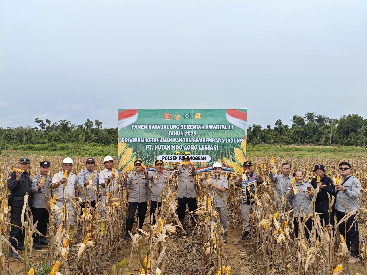 Manajer Kebun PT Hutanindo Agro Lestari Ramli Lakoro bersama Camat Tualan Hulu Admadi Sastra, Kapolsek Parenggean Ipda Zet Haryanto dan tamu undangan melaksanakan panen perdana jagung di area  PT HAL