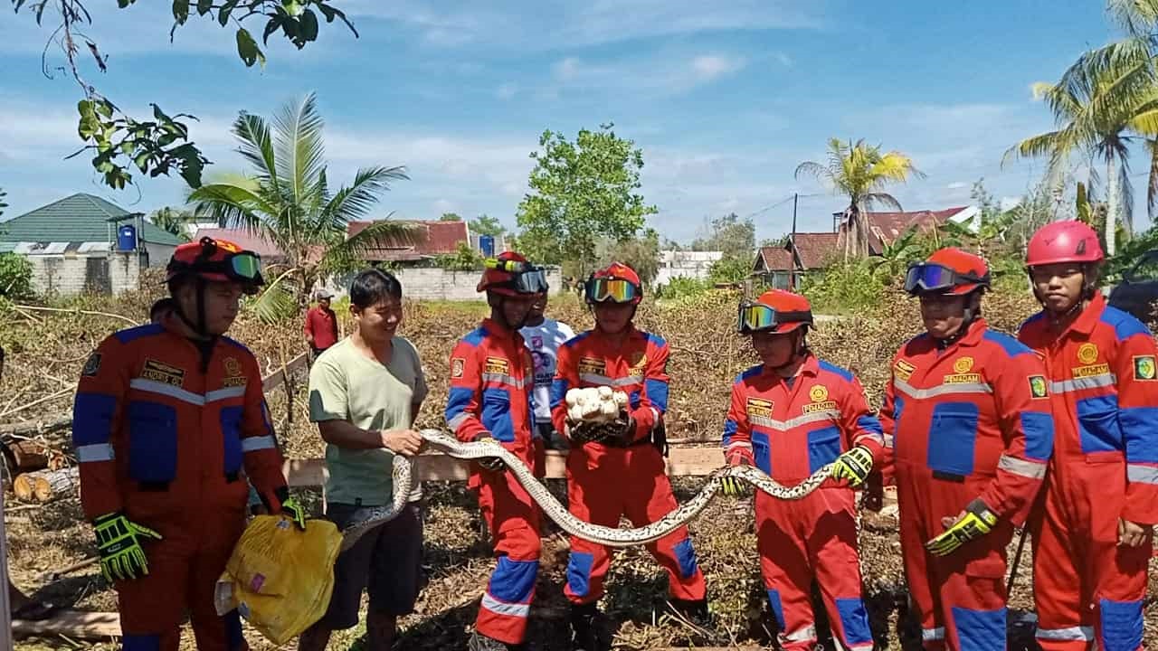 Seekor induk ular Piton dengan Panjang 4 meter yang telah mati terkena benda tajam ketika diangkat bersama telurnya oleh tim rescue Damkar Palangka Raya dan warga.