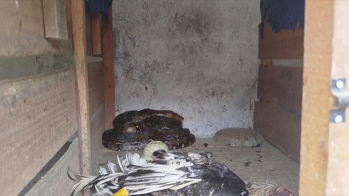 Ular berada di kandang ayam milik warga di Jalan Taman Siswa, Baamang Tengah.