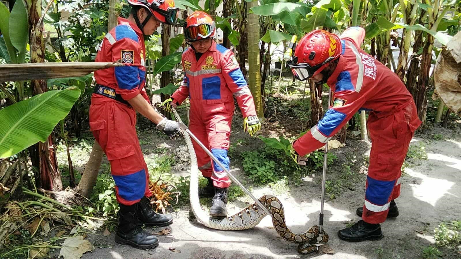 Tim Rescue Damkar Kota Palangka Raya saat melakukan penanganan ular piton sepanjang empat meter yang masuk dalam kandang.