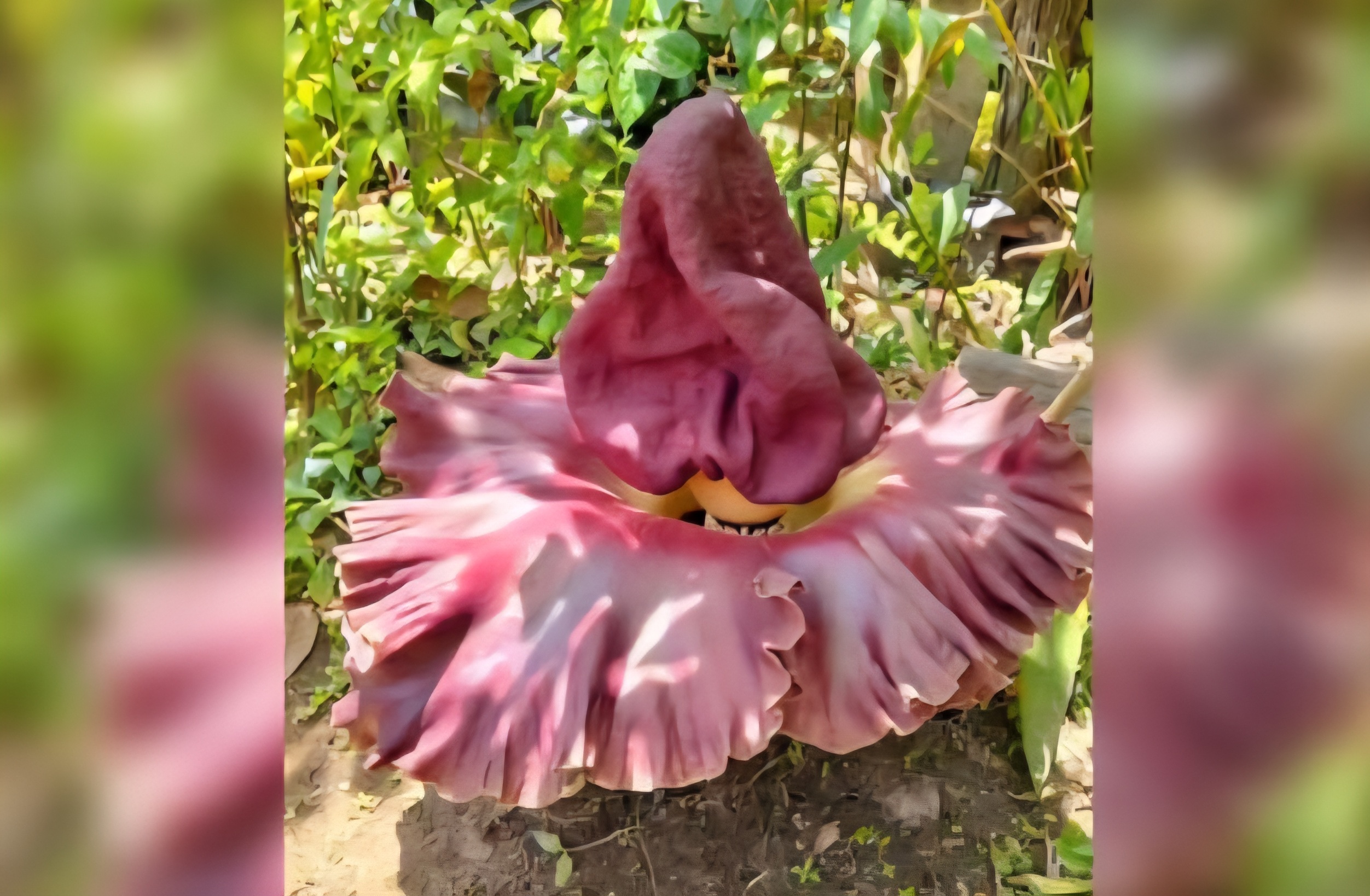 Bunga Suweg (Amorphophallus paeoniifolius) yang tumbuh di Desa Tumbang Sangai, Kecamatan Telaga Antang, Kabupaten Kotawaringin Timur.