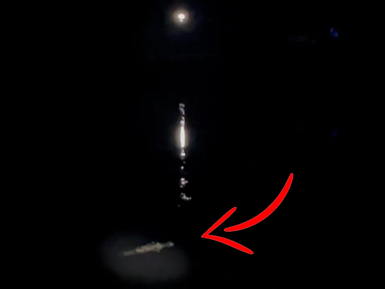 Buaya yang muncul mendekati pemukiman warga Desa Pantai, Kecamatan Cempaga Hulu, Kabupaten Kotawaringin Timur.
