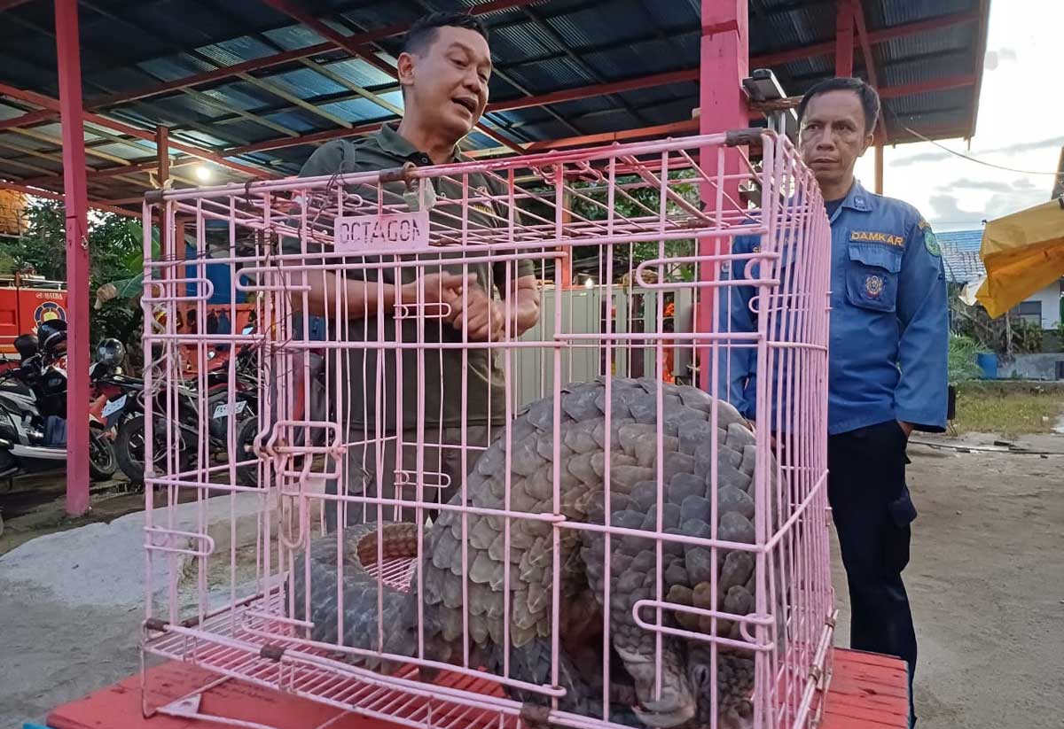 DISELAMATKAN: Tenggiling yang diduga akan diselundupkan via Pelabuhan Kontainer Bagendang, setelah diselamatkan Disdamkarmat Kotim dan Pecinta Satwa Liar Sampit.