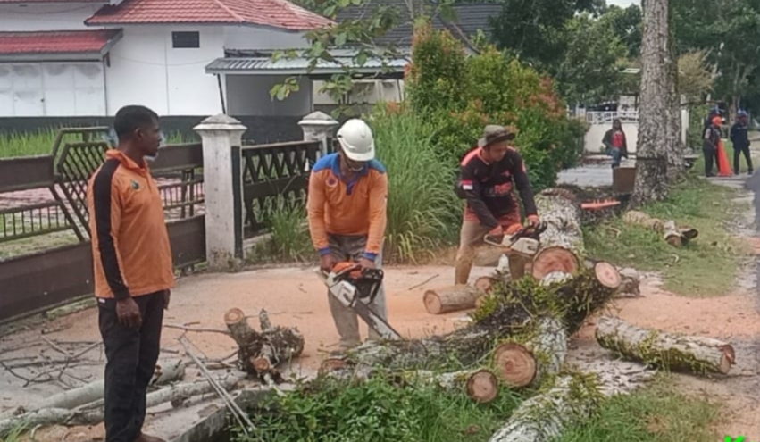 Pohon rawan tumbang di Jalan Delima, Kelurahan Madurejo, Kecamatan Arut Selatan, ditebang oleh BPBD Kobar, Selasa (30/9)