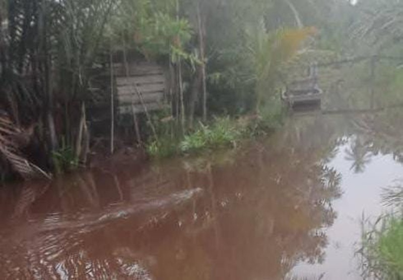 Buaya berkeliaran di sungai kecil di Desa Samuda Kecil, Kecamatan Mentaya Hilir Selatan, Kabupaten Kotawaringin Timur, Sabtu (4/10/2025).