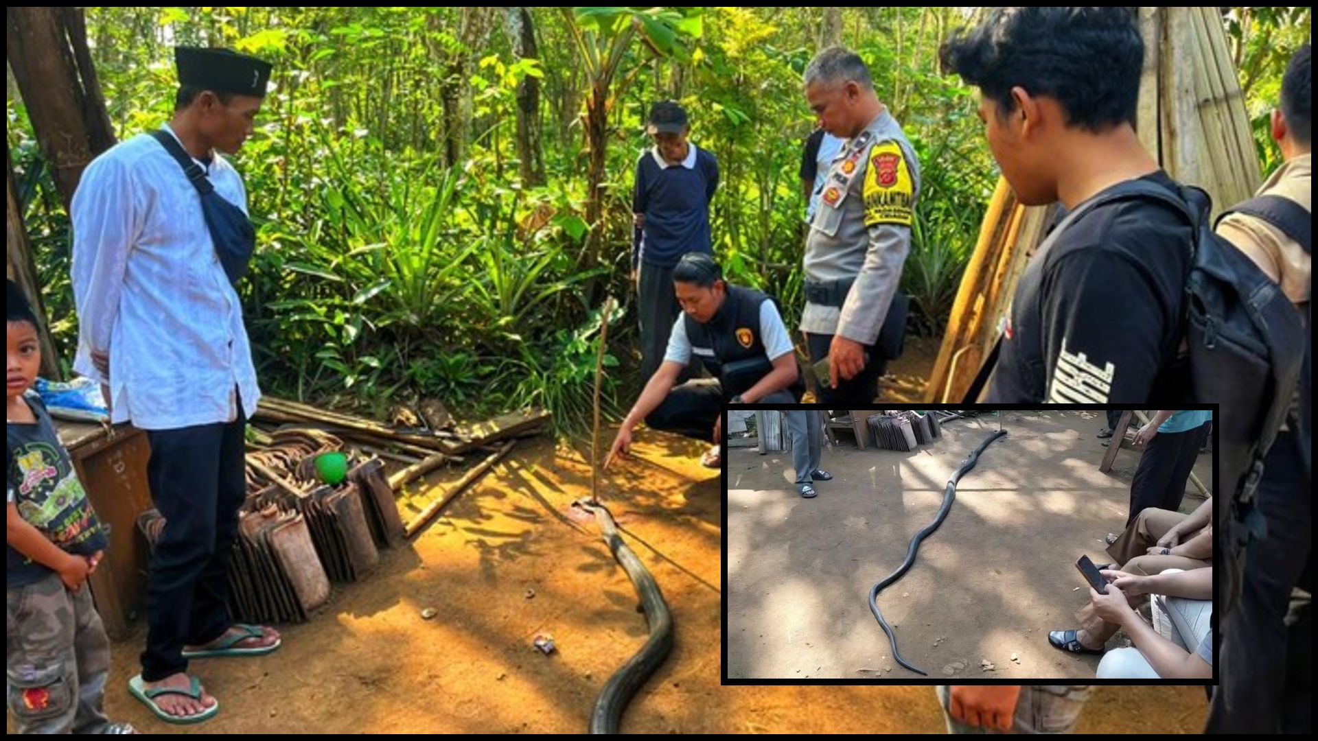 MEMATIKAN: Ular king kobra yang ditemukan warga tak jauh dari TKP penemuan jasad korban. (Istimewa)