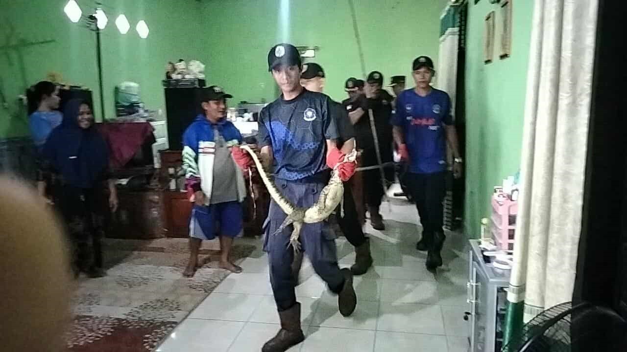 Petugas Rescue Dinas Damkar Palangka Raya saat mengevakuasi seekor biawak dari salah satu rumah warga, (14/10).