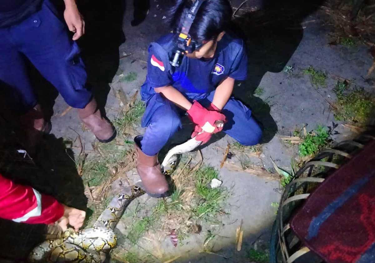 DIAMANKAN: Tim Rescue Damkar Kota Palangka Raya saat mengevakuasi ular piton di Jalan Hiu Putih Raya.