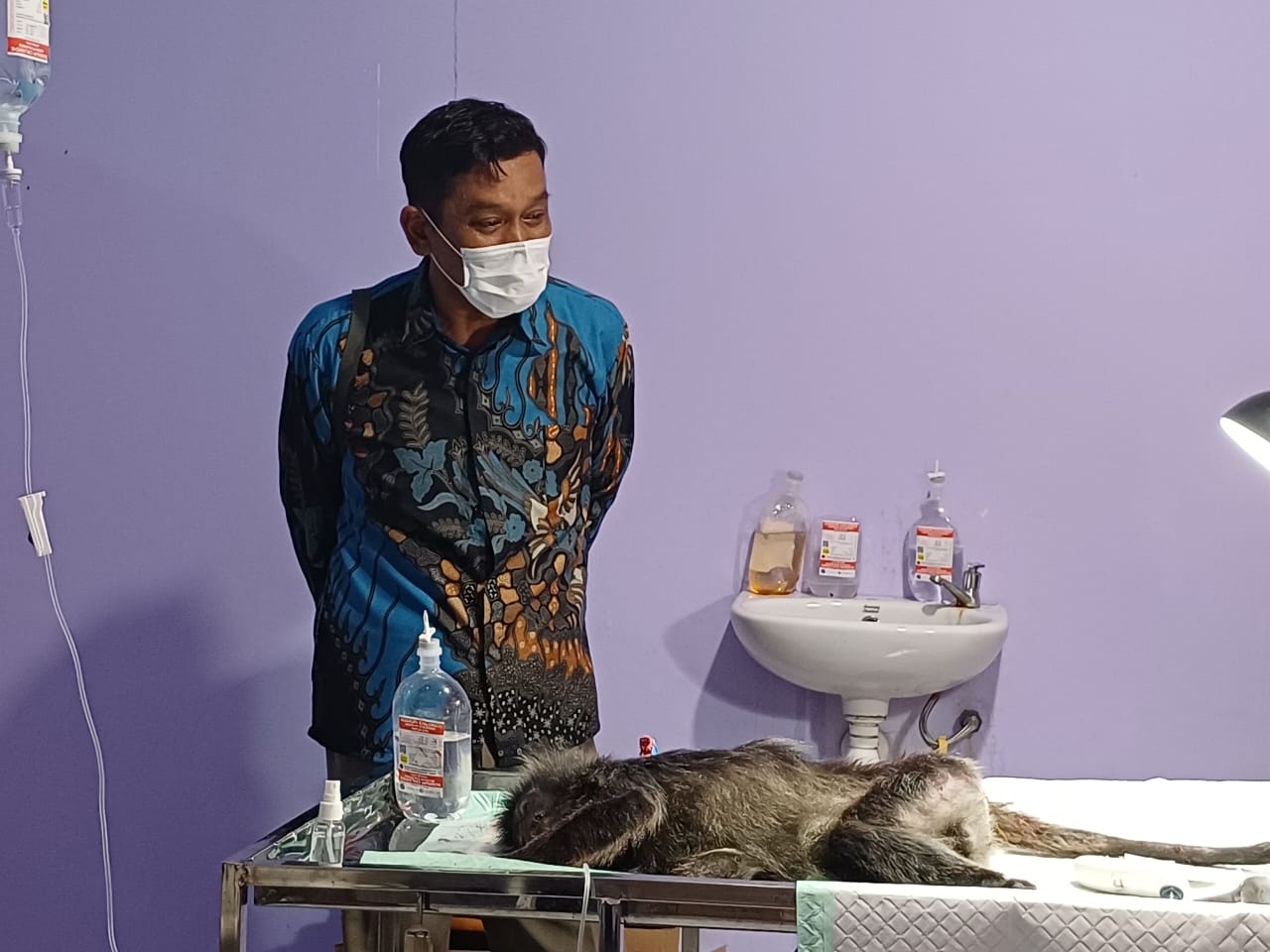 Kepala BKSDA Resort Sampit Muriansyah saat memerhatikan kondisi lutung yang diduga korban tabrak lari.