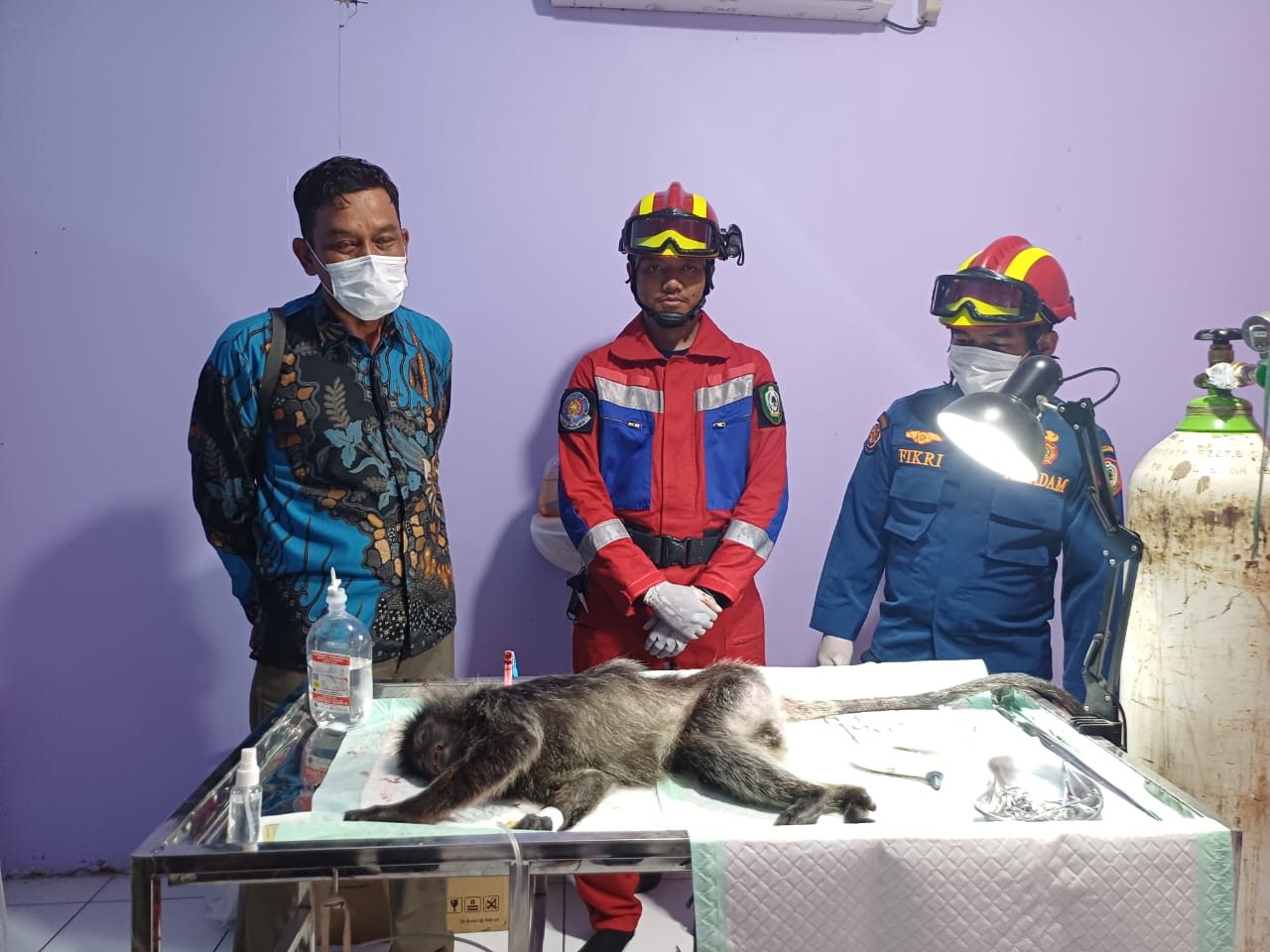 Petugas Disdamkarmat Kotim dan BKSDA di sela penanganan medis terhadap lutung yang diduga menjadi korban tabrak lari, Rabu malam (15/10/2025).