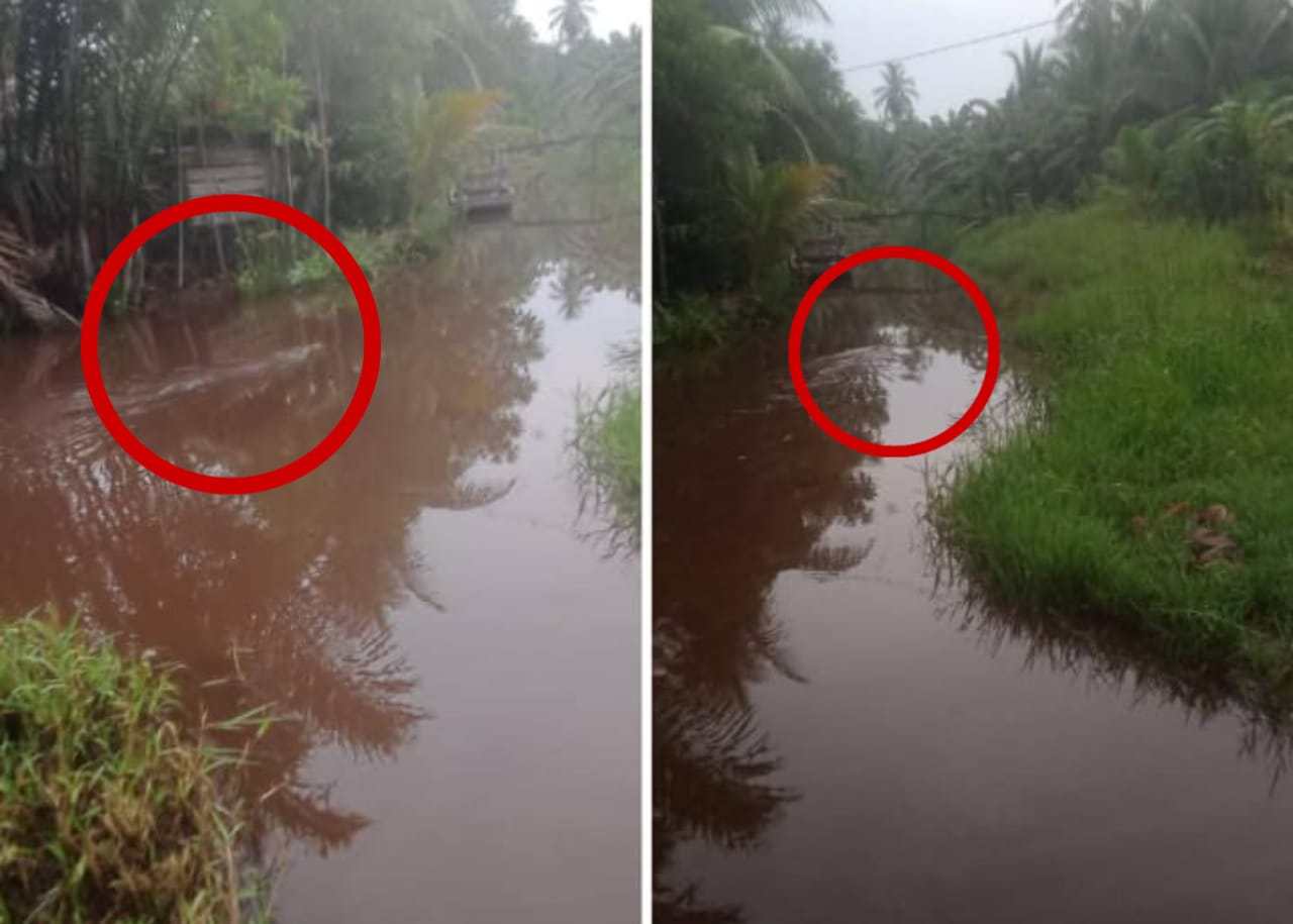 Penampakan buaya muara besar di perairan di Desa Samuda Kecil, Mentaya Hilir Selatan, Kabupaten Kotawaringin Timur, belum lama ini.