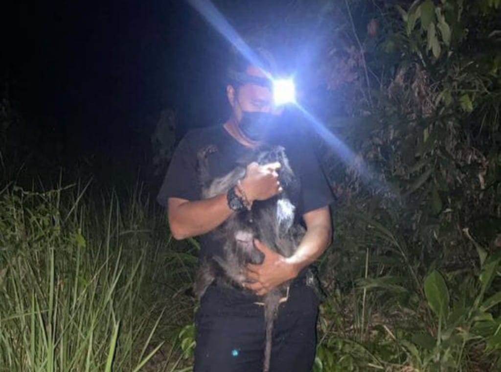 Lutung abu-abu saat dilepasliarkan oleh BKSDA Resort Sampit dibantu aktivis pecinta satwa liar.