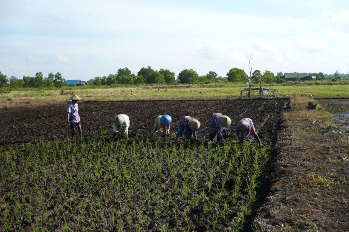 OBJEK SENGKETA: Aktivitas penanaman padi di demplot pertanian, Jalan Rambutan, Kelurahan Baru, Kecamatan Arut Selatan, Kabupaten Kotawaringin Barat (Kobar), yang sempat bersengketa. FOTO: DISTAN KOBAR