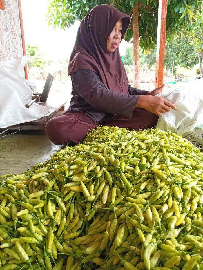 KABAR PASAR : Komoditas cabai rawit hijau petani lokal Desa Batu Belaman, Kecamatan Kumai, Kabupaten Kotawaringin Barat (Kobar), belum lama ini. FOTO: IST/RADAR SAMPIT