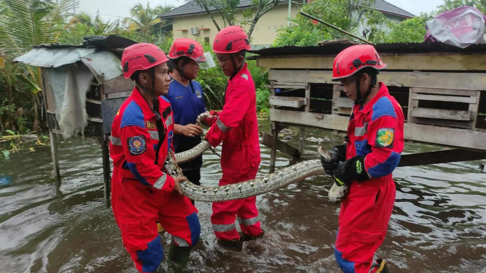 Tim Rescue Damkar Kota Palangka Raya saat mengeluarkan seekor Ular Piton sepanjang sekitar 4 meter lebar 3,5 inci dari kandang ayam milik warga di Jalan G Obos XII Gang Mutiara III, Rabu (22/10).
