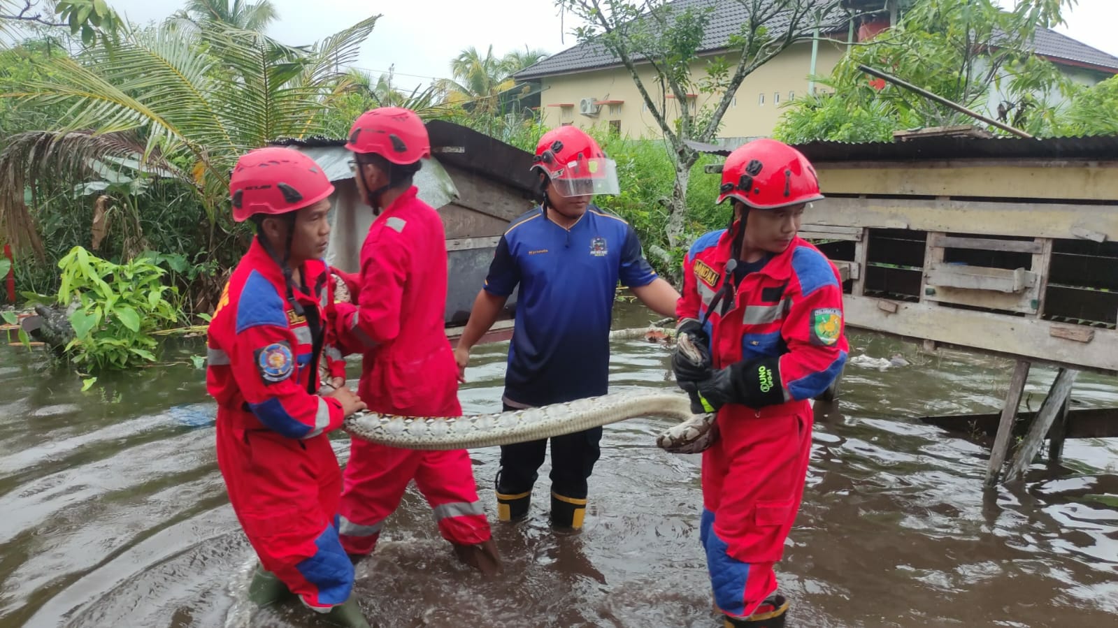 Tim Rescue Damkar Kota Palangka Raya saat evakuasi ular piton di kawasan banjir
