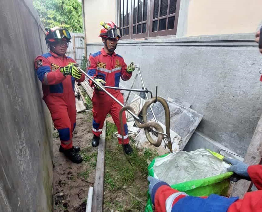 Tim Rescue Damkar Kota Palangka Raya saat mengevakuasi seekor ular King Kobra sepanjang dua meter di sekitar rumah warga di Jalan Garuda, Gang 3, baru-baru tadi.