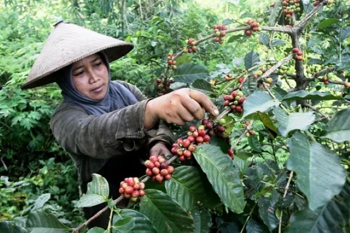ILUSTRASI: Petani saat memanen biji kopi. (Sofan Kurniawan/JPRM)