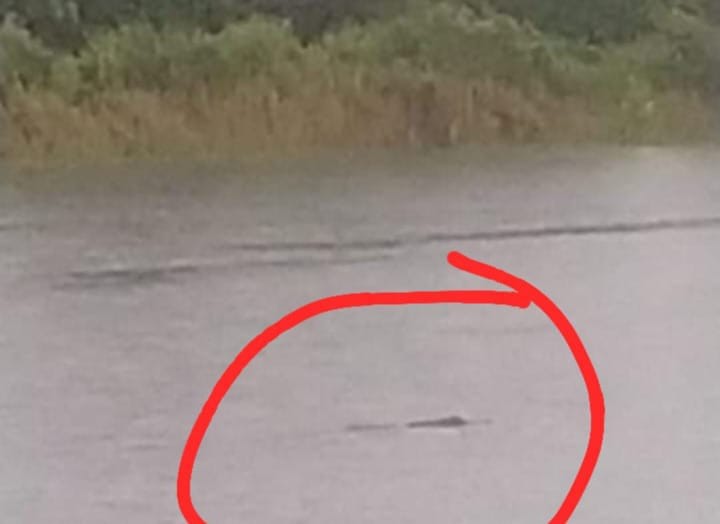 Buaya muncul di sebuah waduk perkebunan kelapa sawit di Kecamatan Parenggean, yang direkam warga.