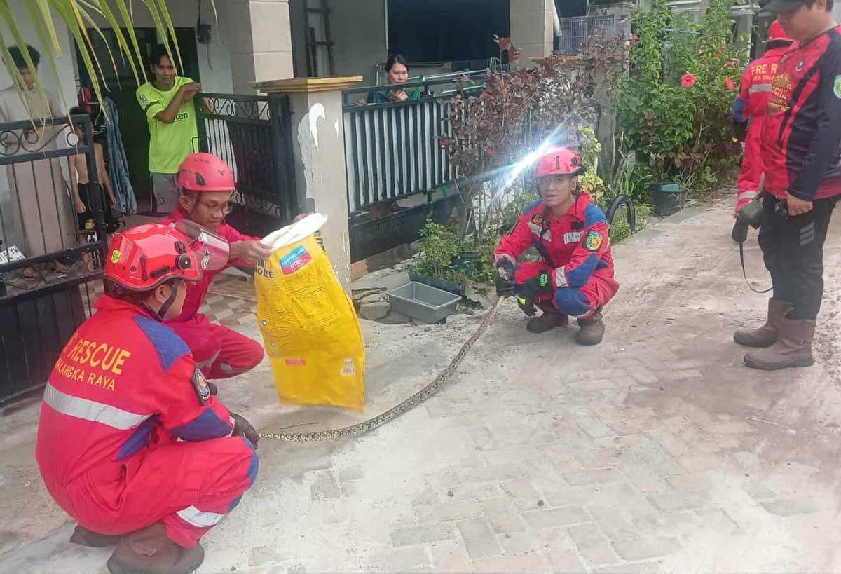 EVAKUASI: Tim Rescue Damkar Kota Palangka Raya saat penanganan ular piton di kawasan Jalan G Obos 12 Palangka Raya.