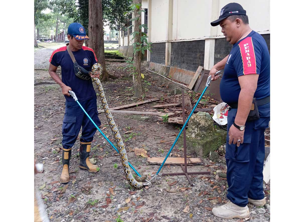 SATWA LIAR: Ular sanca berukuran 2,5 meter berhasil diamankan dari halaman Kantor Satpol PP di Jalan HM Rafii, Pangkalan Bun, belum lama ini.