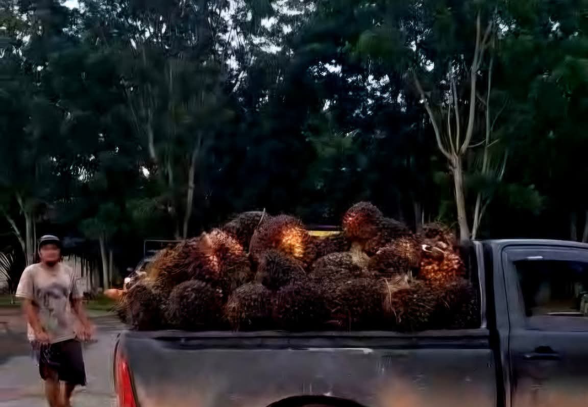 Kelapa sawit seberat 1,5 ton yang diamankan ke Mapolsek Pangkalan Banteng, Sabtu (25/10).