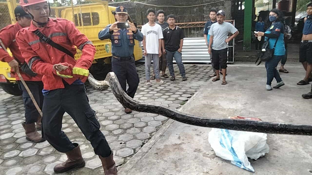 Evakuasi seekor ular piton sepanjang 4 meter yang masuk ke kandang ternak ayam milik warga di belakang Kelurahan Panarung, Jalan Wortel, Rabu (29/10).