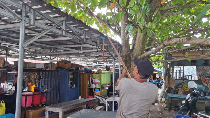 PANGKAS : Seorang pria memangkas dahan pohon ketapang yang mengenai kabel listrik di Jalan DI Panjaitan, Sampit, Kamis (30/10/2025). FAHRY/RADAR SAMPIT