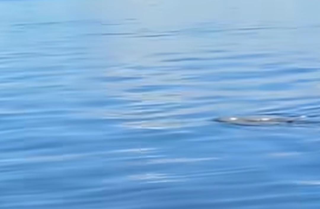 Tangkapan layar video kemunculan satwa diduga lumba-lumba di muara Sungai Mentaya.