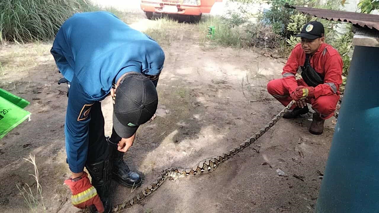 Tim Rescue Damkar Kota Palangka Raya saat menangkap Ular Piton sepanjang 3 meter yang masuk ke pemukiman warga di Jalan Temanggung Tilung, dan sempat memangsa ternak ayam, baru-baru tadi.