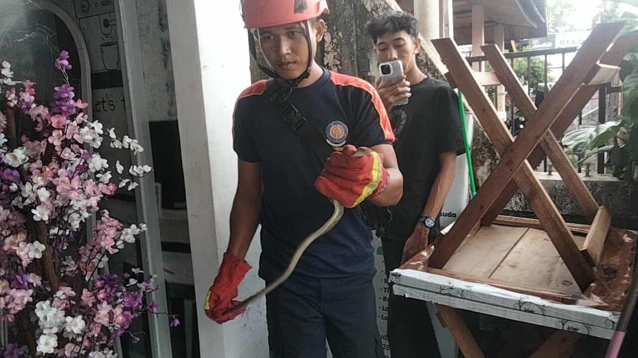 Tim Rescue Damkar Kota Palangka Raya saat menangkap salah satu anak Ular Piton, yang bersembunyi di dalam rumah warga,baru-baru tadi