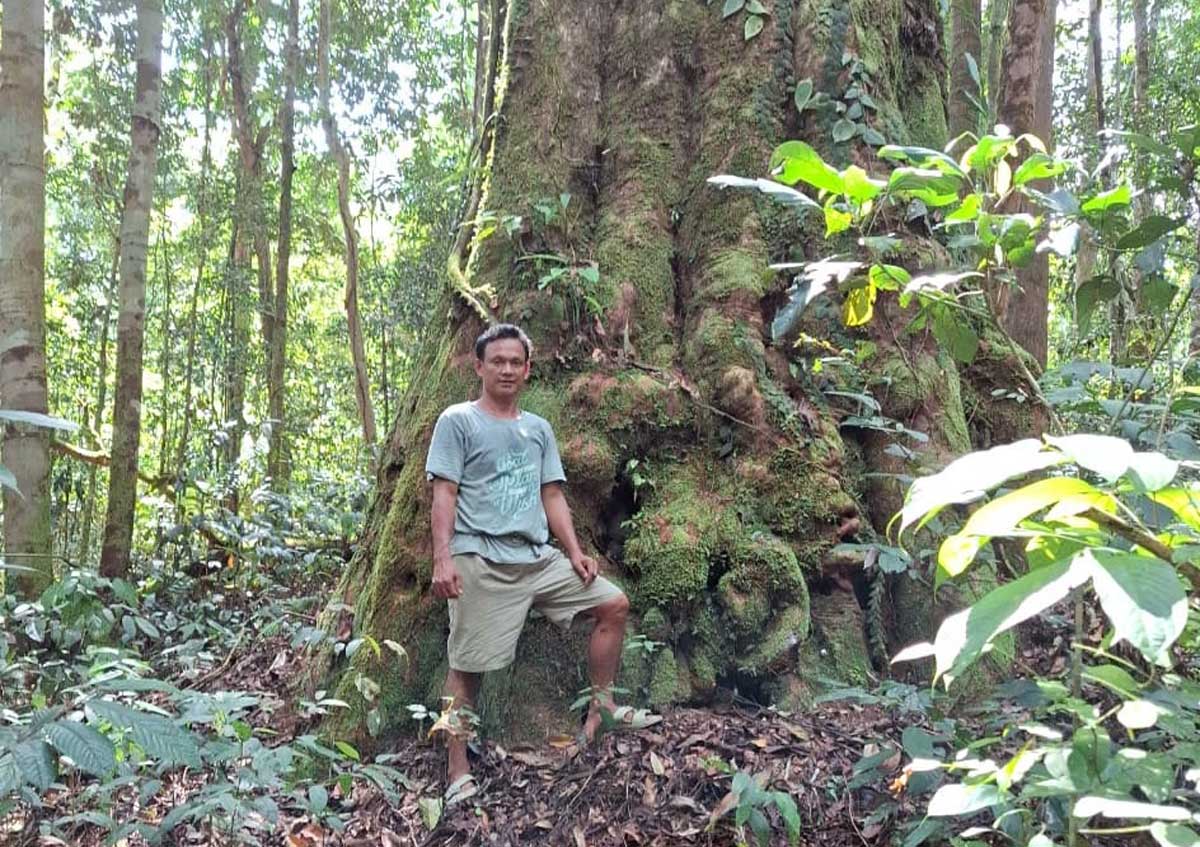 SUMBER KEHIDUPAN: Kawasan hutan di wilayah Desa Tumbang Ramei dengan penampakan pohon besar berusia tua yang diperjuangkan warga dari ekspansi perkebunan.