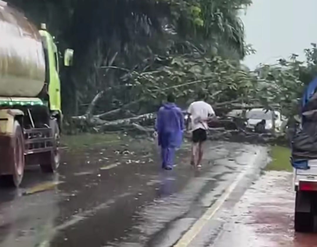 Pohon tumbang ke jalan di Desa Bajarum, Kecamatan Kota Besi, Kabupaten Kotawaringin Timur, Kamis (6/11/2025).