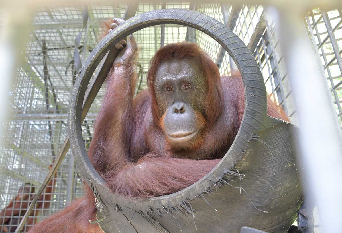 KEMBALI KE ALAM: Salah satu orang utan yang dilepasliarkan di kawasan Taman Nasional Bukit Baka Bukit Raya (TNBBBR), Katingan, Jumat (7/11/2025).