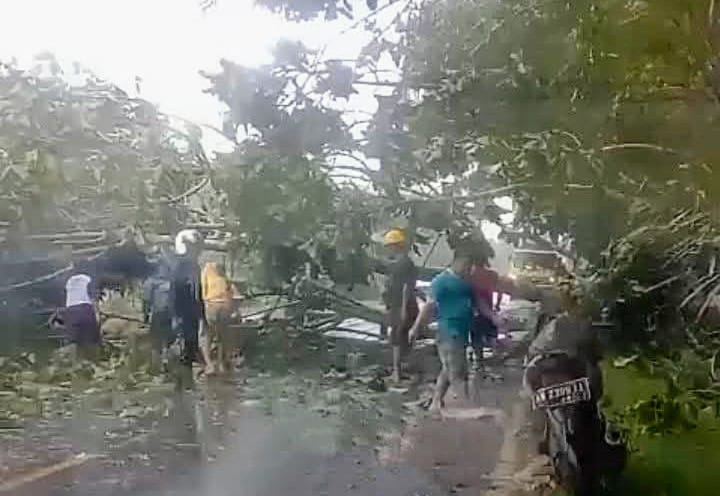 Pohon tumbang akibat angin kencang menghalangi jalan di Desa Bajarum, Kecamatan Kota Besi, Kabupaten Kotawaringin Timur, belum lama ini.