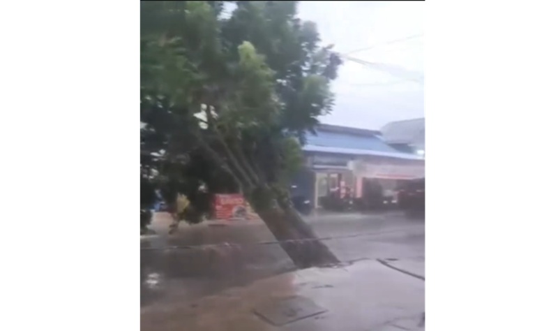 Potongan video rekaman warga, tampak pohon besar nyaris tumbang ke jalan DI DI Panjaitan, Kecamatan Mentawa Baru Ketapang, Kabupaten Kotawaringin Timur, Minggu (9/11/2025).