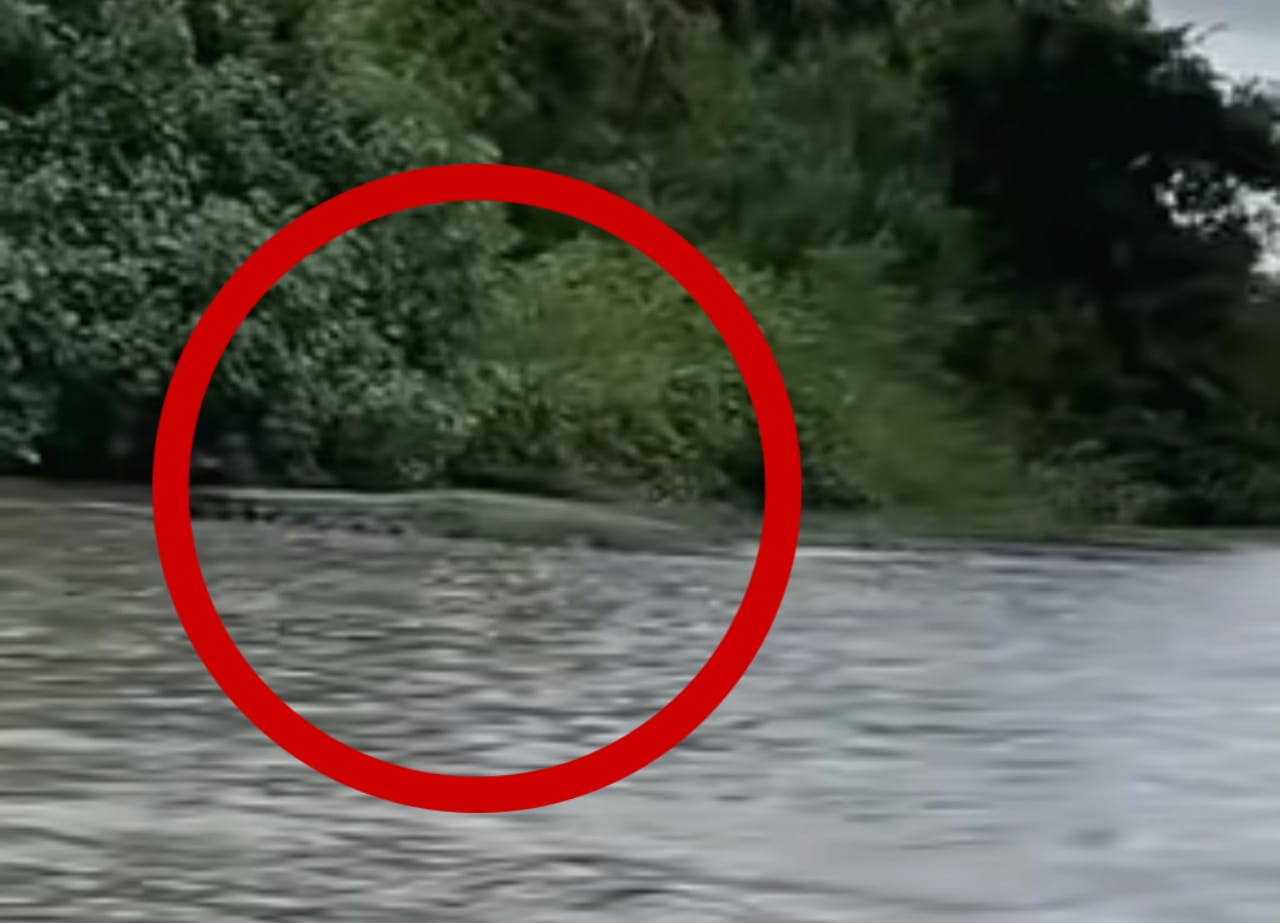 Tangkapan layar video keberadaan buaya besar di tepi sungai yang membuat ngeri warga.