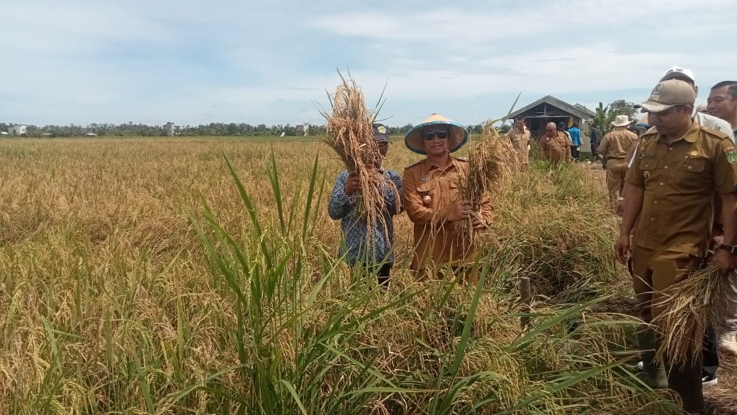 Bupati Sukamara Masduki saat menghadiri syukuran panen padi di Teruntum belum lama ini