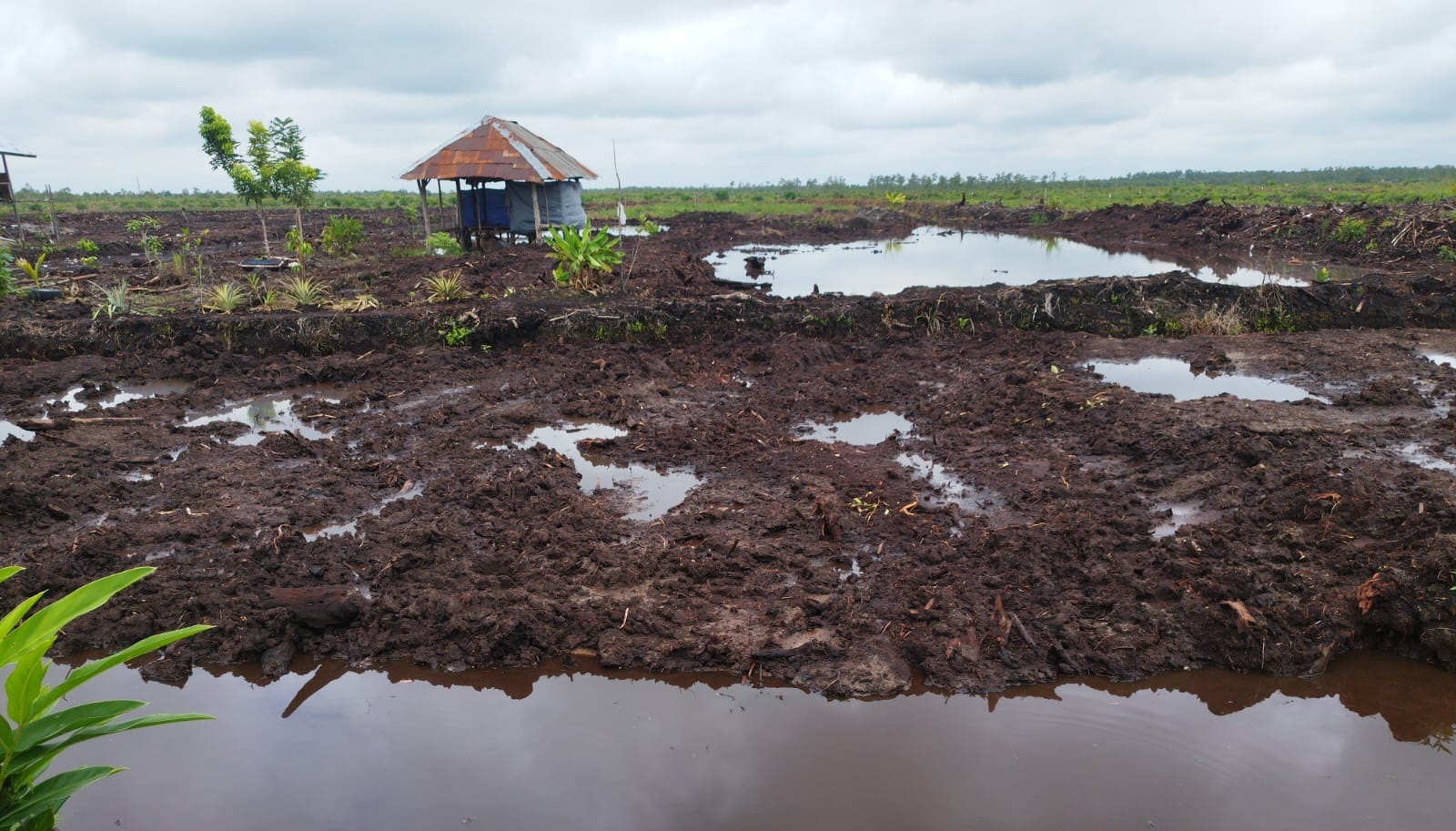 Program cetak sawah untuk penanaman padi di kilometer 15 Jalan Jenderal Sudirman, yang dikelola Kelompok Tani (Poktan) Mandiri Makmur, hingga kini baru terealisasi sekitar 7 hektare dari 35 hektare