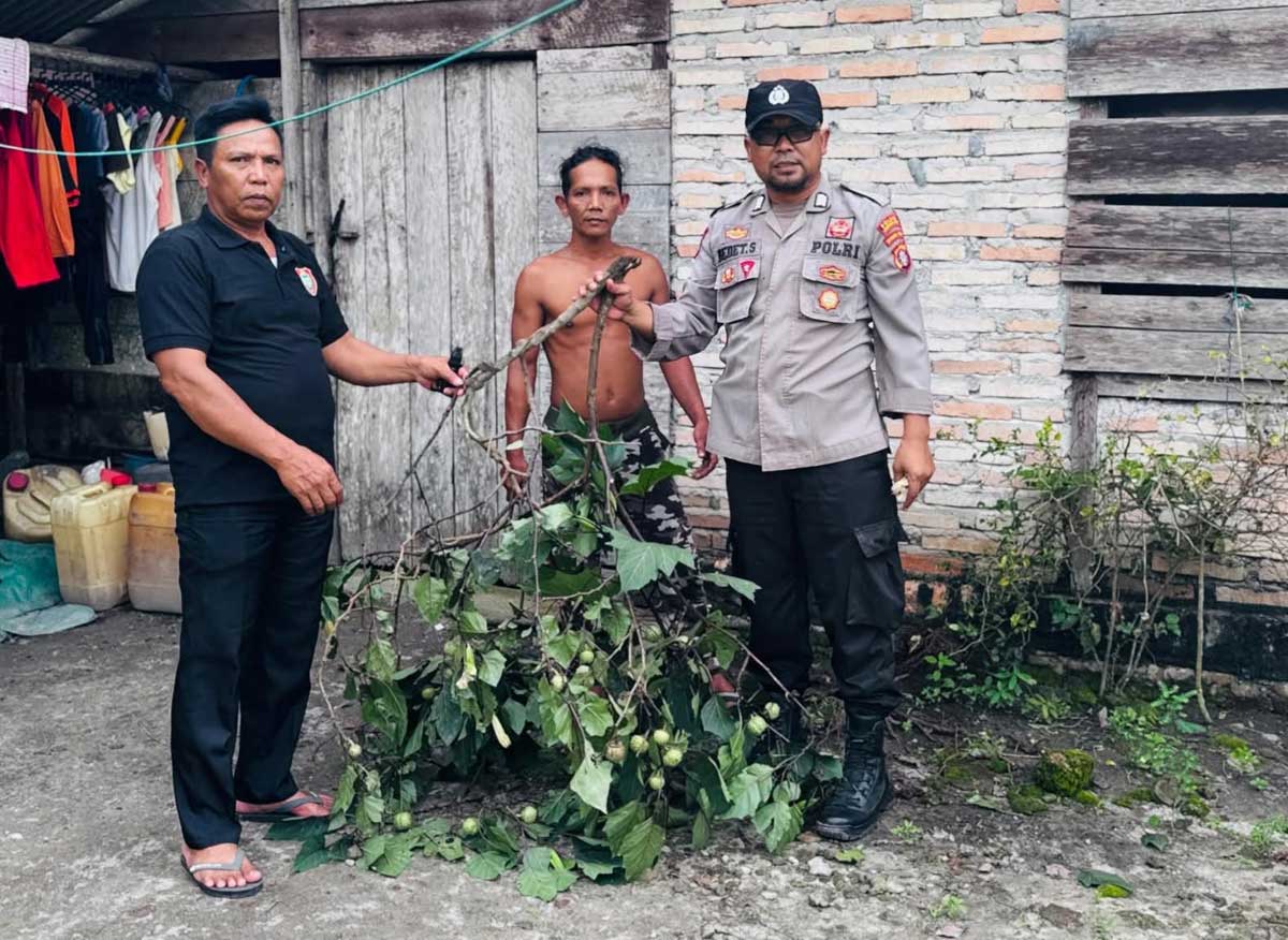 LANGSUNG DIMUSNAHKAN: Bripka Dedet bersama warga mencabut tanaman kecubung di samping rumah warga.
