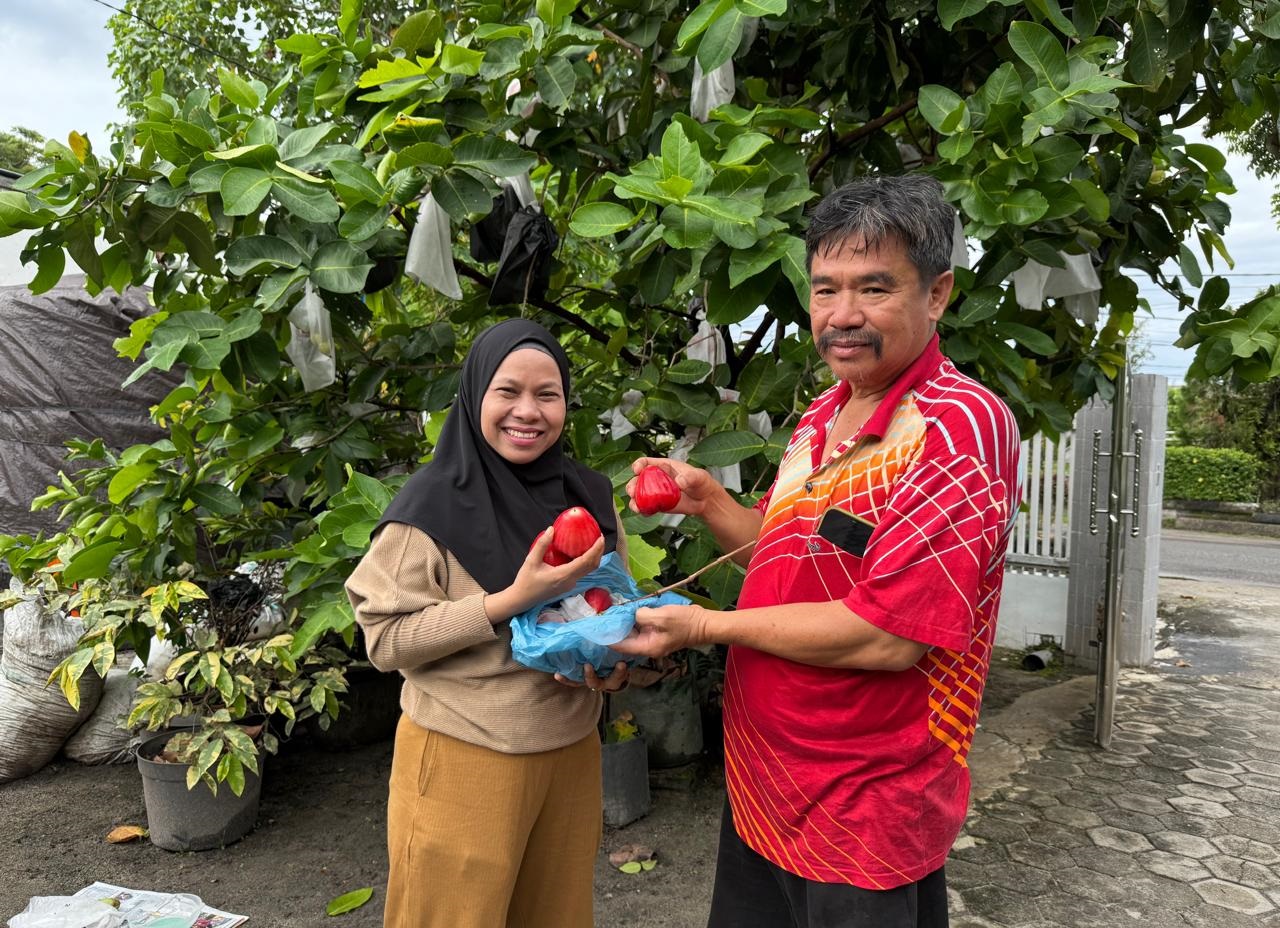 Direktur Radar Sampit Siti Fauziah bersama Notaris Joni SH, ketika memanen buah Jambu Air Red Taiwan, yang ditanam di pekarangan rumah, Minggu (16/11) pagi.