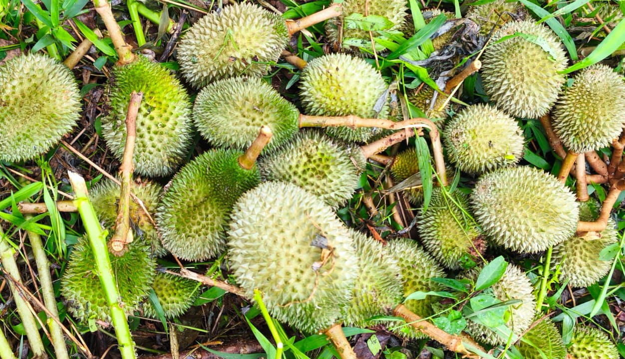 Buah durian Petah Baduruh, milik di Kelurahan Tanah Mas, Kotim, Kecamatan Baamang, jatuh sebelum waktunya. Petani pun dibayangi gagal panen. (Topan untuk Radar Sampit)