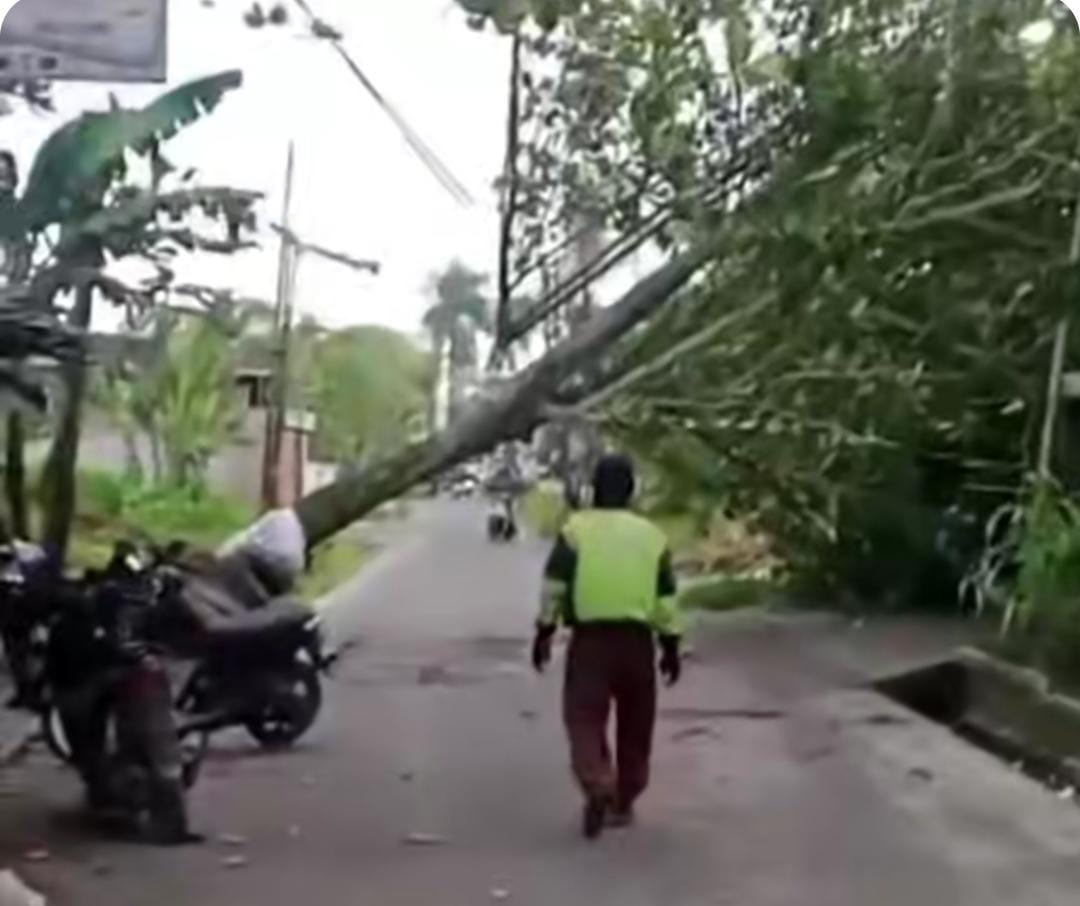 Pohon tumbang di Jalan Batu Pirus, Kecamatan Mentawa Baru Ketapang, akibat angin kencang.