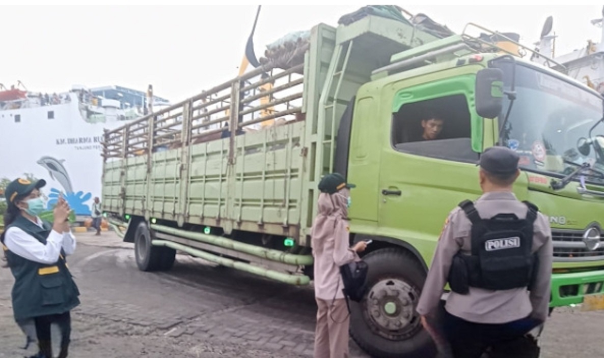 Pengawasan lalulintas hewan di Pelabuhan Panglima Utar, Kecamatan Kumai, Kabupaten Kotawaringin Barat oleh petugas Dinas Pertanian setempat, belum lama ini.